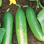 planting-cucumbers